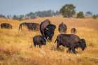 A herd of bison make their way from one pasture to another, as a daily routine. Art Print